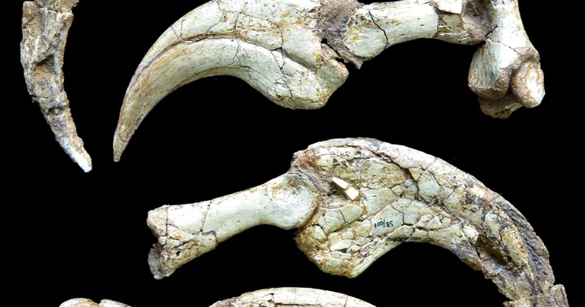 динозавр сүйектері