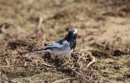 Ақпанның мінезі: Қазақстанды бір күнде екі мезгіл кезеді жаңбыр ауа арайы құс