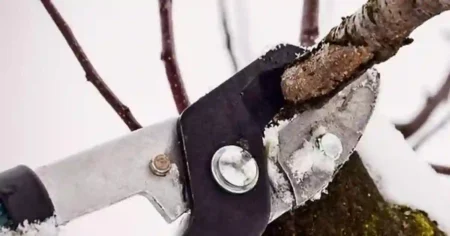 Бақшаны қысқы бұталау: Сапалы жеміс беретін ағаштың құпиясы ағаштарды кесу