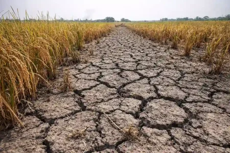 Ғалымдар дабыл қақты: Жаһандық жылыну күріш алқаптарына қауіп төндіруде Күріш алқабы