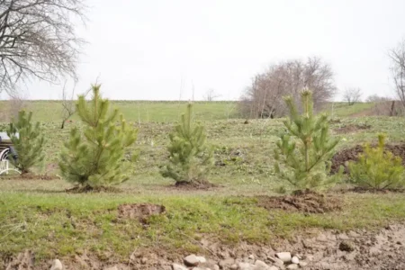 Жексенбілік жайлы ауа райы: Астанаға көктем күлімдейді ауа райы