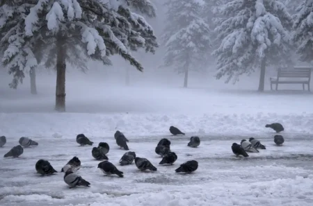Жел 23 метрге дейін күшейеді: Ел бойынша дауылды күн қар тұман құстар