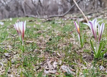 Көктем весна