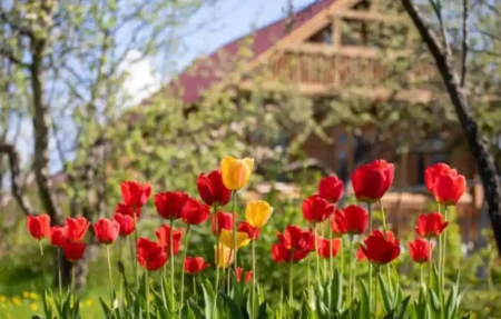 Құжатсыз өмір аяқталып, саяжай тұрғындары ресми статус алады Саяжай Қызғалдақ