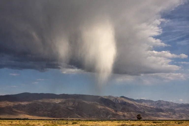 Виагра жауын