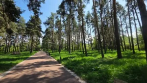 ауа райы орман