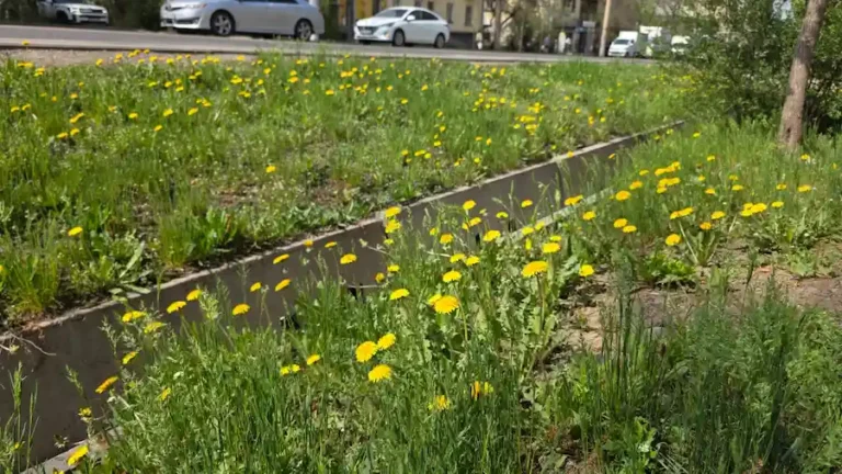 ауа райы