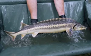 бекіре балық