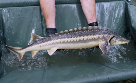 Енді бекіре мен уылдырықты сатып алушы да қылмыскер саналады бекіре балық