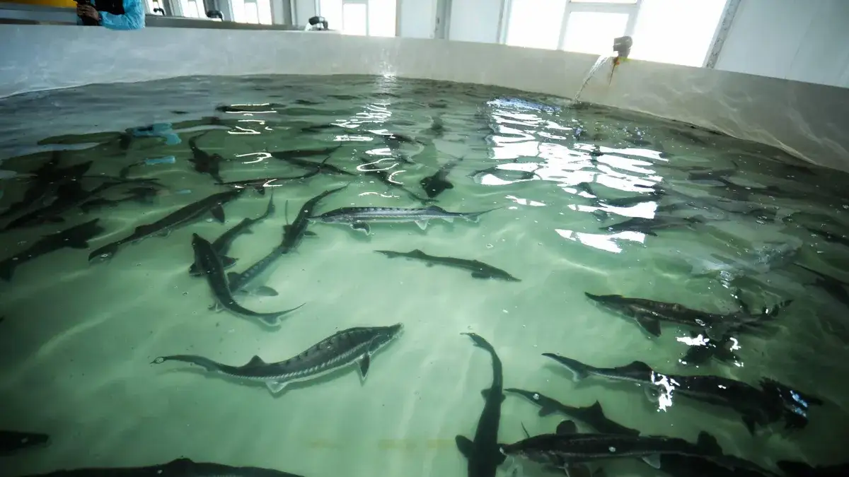 В Мангистау будут производить икру осетровых