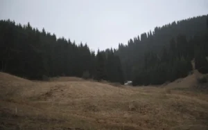 Шренк шыршасы