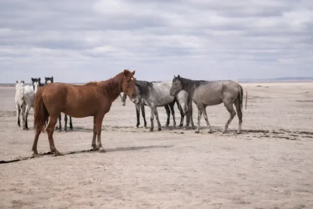 маңғыстау облысын мал қырылып жатыр