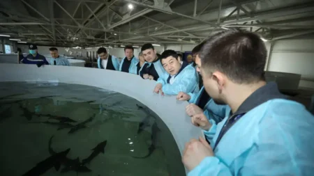 Мангистауская область заходит в большую аквакультуру: осетр, икра и экспорт Мангистауская область
