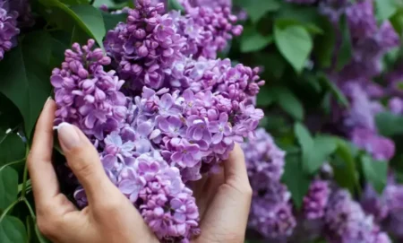 Көктемнің көркі болған сирень гүлін жұлсаңыз 8,7 млн теңге айыппұл арқалайсыз сирень бөртегүл