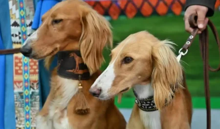 Қазақстанда Қазақы тазы мен төбеттің күні белгіленді тазы ит