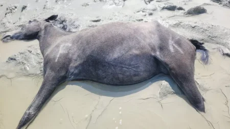 Мал қырылып жатыр: Жаңбыршин зообелсенділерді көмекке шақырды мал қырылды