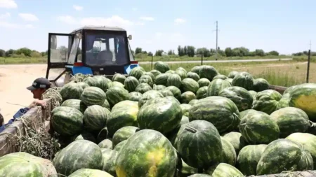 Егістік тынысы ашылды: Түркістан облысы қарбыз маусымын бастап кетті Қарбыз