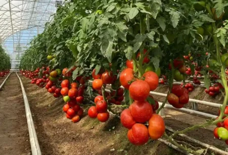 Түркістан Қазақстан көкөніс сұранысының 45 пайызын жауып отыр қызанақ