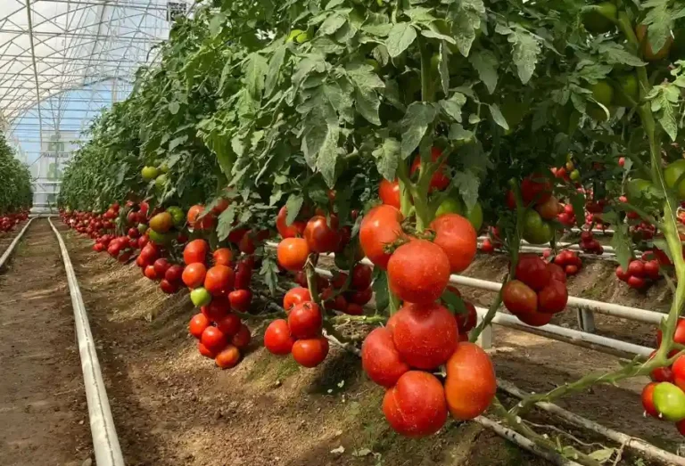 Түркістан Қазақстан көкөніс сұранысының 45 пайызын жауып отыр қызанақ