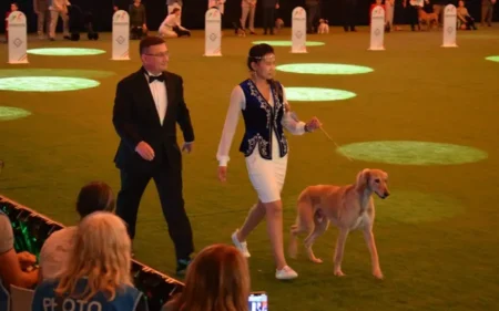 Болоньядағы үлкен жеңіс: Қазақ тазысы World Dog Show 2026 көрмесінде әлемге танылды қазақ тазы иті