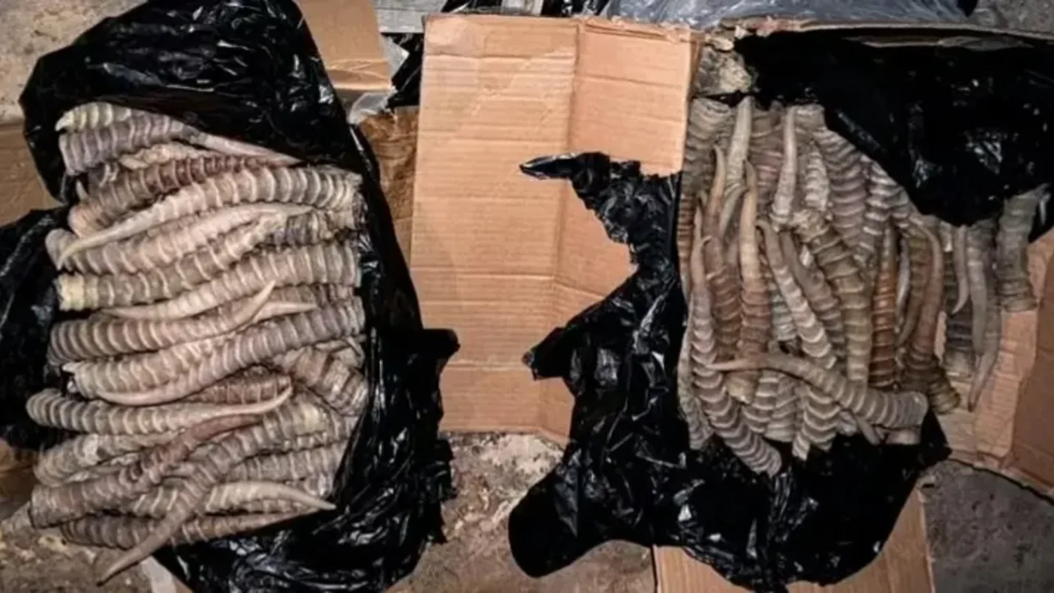 Қорғаста Қытайға өткізілмек болған 620 киік мүйізі тәркіленді тақырыбы бойынша иллюстрациялық сурет